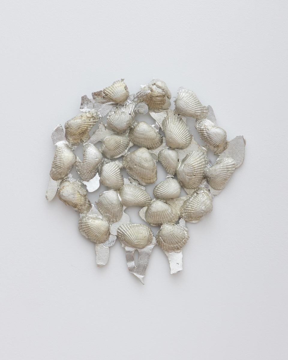 42-cockles-after-Pilassy-I
